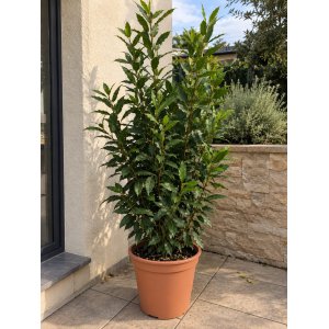 Vavrín pravý - Laurus nobilis (bobkový list) - výška 15-25 cm, kont. C2L
